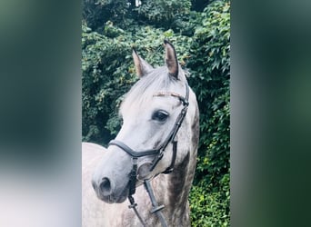 Caballo de salto Oldenburgo, Caballo castrado, 8 años, 165 cm, Tordo