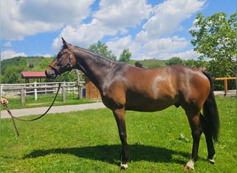 Caballo de salto Oldenburgo, Caballo castrado, 8 años, 167 cm