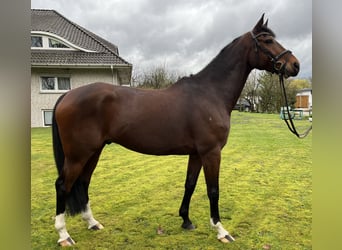 Caballo de salto Oldenburgo, Caballo castrado, 8 años, 167 cm, Castaño