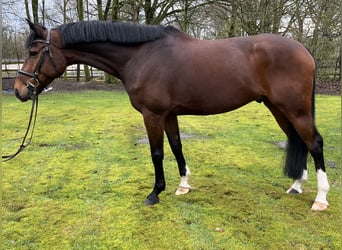 Caballo de salto Oldenburgo, Caballo castrado, 8 años, 167 cm, Castaño