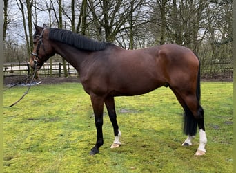 Caballo de salto Oldenburgo, Caballo castrado, 8 años, 167 cm, Castaño