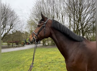 Caballo de salto Oldenburgo, Caballo castrado, 8 años, 167 cm, Castaño