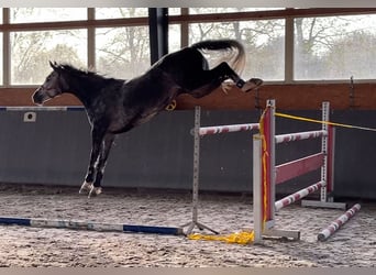 Caballo de salto Oldenburgo, Caballo castrado, 8 años, 167 cm, Tordo