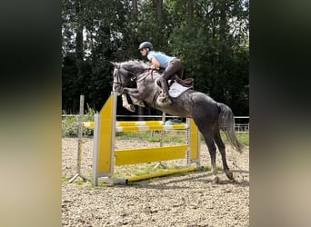 Caballo de salto Oldenburgo, Caballo castrado, 8 años, 167 cm, Tordo