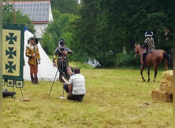 Caballo de salto Oldenburgo, Caballo castrado, 8 años, 168 cm, Castaño