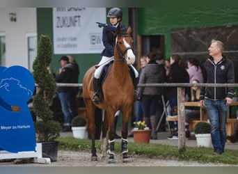 Caballo de salto Oldenburgo, Caballo castrado, 8 años, 168 cm, Castaño