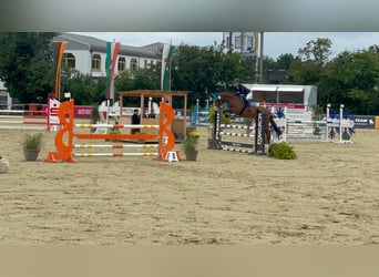 Caballo de salto Oldenburgo, Caballo castrado, 8 años, 168 cm, Castaño