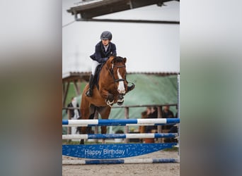 Caballo de salto Oldenburgo, Caballo castrado, 8 años, 168 cm, Castaño