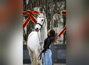 Caballo de salto Oldenburgo, Caballo castrado, 8 años, 168 cm, Tordo picazo