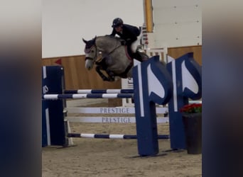 Caballo de salto Oldenburgo, Caballo castrado, 8 años, 169 cm, Tordo