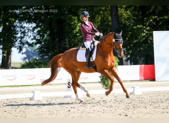 Caballo de salto Oldenburgo, Caballo castrado, 8 años, 170 cm, Alazán