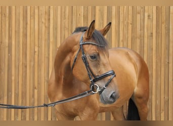 Caballo de salto Oldenburgo, Caballo castrado, 8 años, 170 cm, Castaño