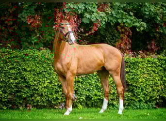 Caballo de salto Oldenburgo, Caballo castrado, 8 años, 173 cm, Alazán-tostado