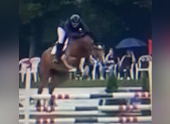 Caballo de salto Oldenburgo, Caballo castrado, 8 años, 177 cm, Castaño