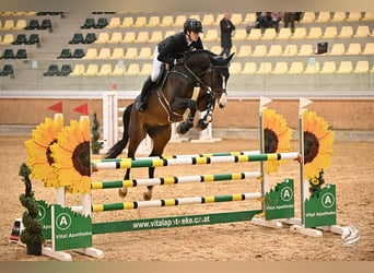 Caballo de salto Oldenburgo, Caballo castrado, 8 años, Castaño oscuro