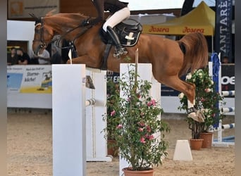 Caballo de salto Oldenburgo, Caballo castrado, 9 años, 165 cm, Alazán