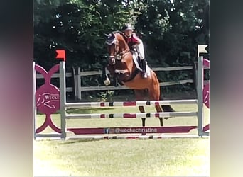 Caballo de salto Oldenburgo, Caballo castrado, 9 años, 166 cm, Castaño