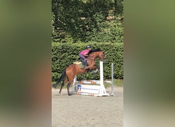 Caballo de salto Oldenburgo, Caballo castrado, 9 años, 166 cm, Castaño