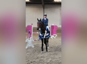 Caballo de salto Oldenburgo, Caballo castrado, 9 años, 166 cm, Castaño