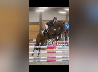 Caballo de salto Oldenburgo, Caballo castrado, 9 años, 166 cm, Castaño