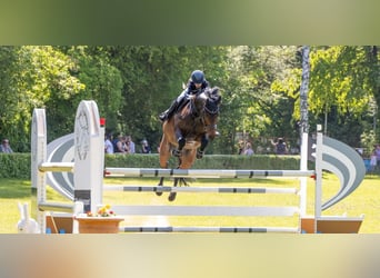 Caballo de salto Oldenburgo, Caballo castrado, 9 años, 166 cm, Castaño