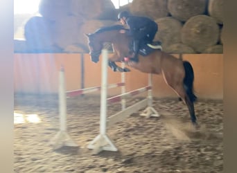 Caballo de salto Oldenburgo, Caballo castrado, 9 años, 167 cm, Castaño claro