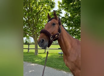 Caballo de salto Oldenburgo, Caballo castrado, 9 años, 167 cm, Castaño claro