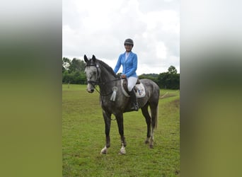 Caballo de salto Oldenburgo, Caballo castrado, 9 años, 167 cm, Tordo