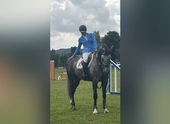 Caballo de salto Oldenburgo, Caballo castrado, 9 años, 167 cm, Tordo