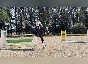 Caballo de salto Oldenburgo, Caballo castrado, 9 años, 167 cm, Tordo