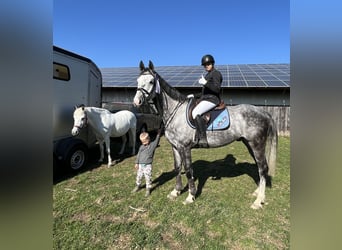 Caballo de salto Oldenburgo, Caballo castrado, 9 años, 167 cm, Tordo