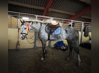 Caballo de salto Oldenburgo, Caballo castrado, 9 años, 167 cm, Tordo