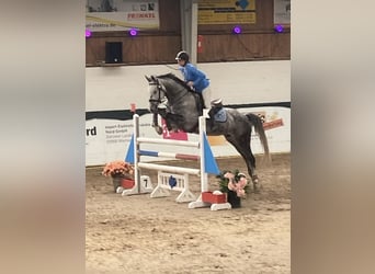 Caballo de salto Oldenburgo, Caballo castrado, 9 años, 167 cm, Tordo