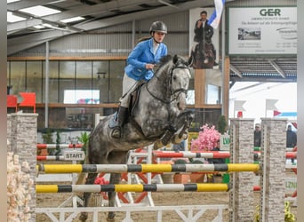 Caballo de salto Oldenburgo, Caballo castrado, 9 años, 167 cm, Tordo
