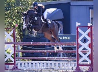 Caballo de salto Oldenburgo, Caballo castrado, 9 años, 172 cm, Castaño oscuro