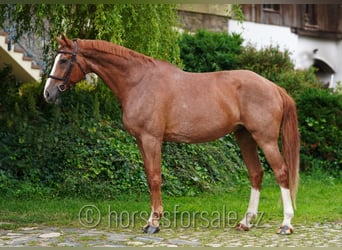 Caballo de salto Oldenburgo, Caballo castrado, 9 años, 174 cm, Alazán
