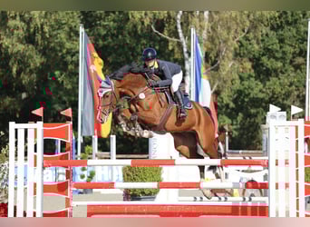 Caballo de salto Oldenburgo, Caballo castrado, 9 años, 175 cm, Castaño claro