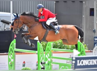 Caballo de salto Oldenburgo, Desconocido, Embrión