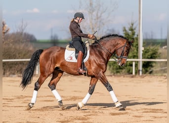 Caballo de salto Oldenburgo, Semental, 14 años, 172 cm, Castaño rojizo