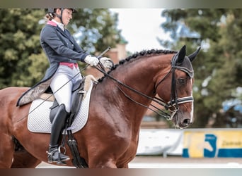 Caballo de salto Oldenburgo, Semental, 14 años, 172 cm, Castaño rojizo