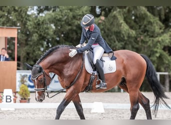 Caballo de salto Oldenburgo, Semental, 14 años, 172 cm, Castaño rojizo