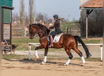 Caballo de salto Oldenburgo, Semental, 14 años, 172 cm, Castaño rojizo