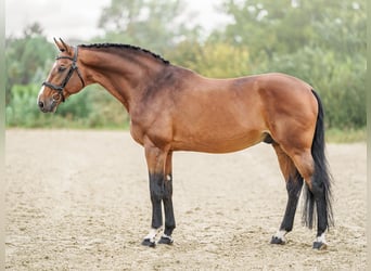 Caballo de salto Oldenburgo, Semental, 14 años, 172 cm, Castaño rojizo