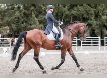 Caballo de salto Oldenburgo, Semental, 14 años, 172 cm, Castaño rojizo