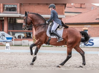 Caballo de salto Oldenburgo, Semental, 14 años, 172 cm, Castaño rojizo