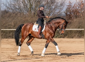 Caballo de salto Oldenburgo, Semental, 14 años, 172 cm, Castaño rojizo