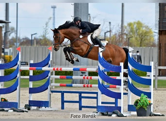 Caballo de salto Oldenburgo, Semental, 14 años, 172 cm, Castaño rojizo