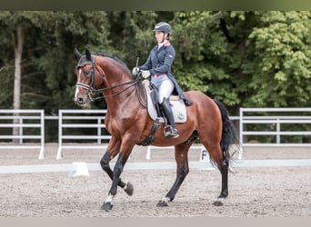 Caballo de salto Oldenburgo, Semental, 14 años, 172 cm, Castaño rojizo