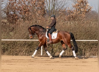 Caballo de salto Oldenburgo, Semental, 14 años, 172 cm, Castaño rojizo