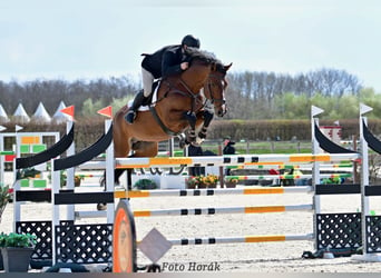 Caballo de salto Oldenburgo, Semental, 14 años, 172 cm, Castaño rojizo